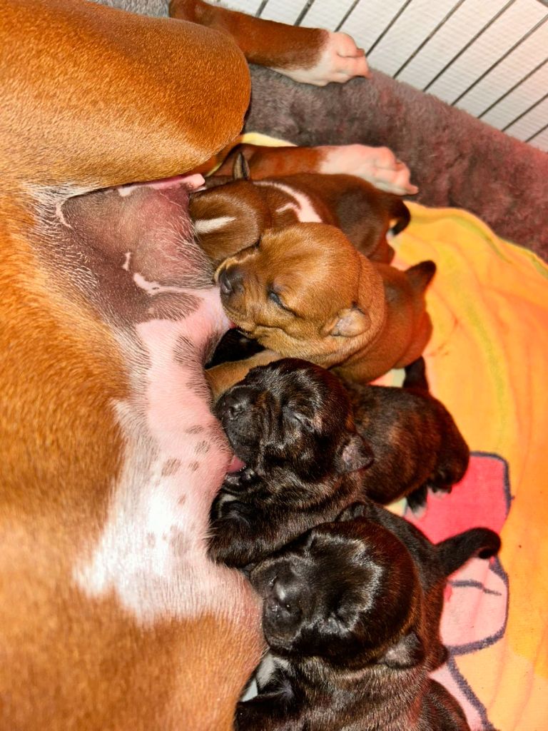 Chiot Staffordshire Bull Terrier Red Dog Love