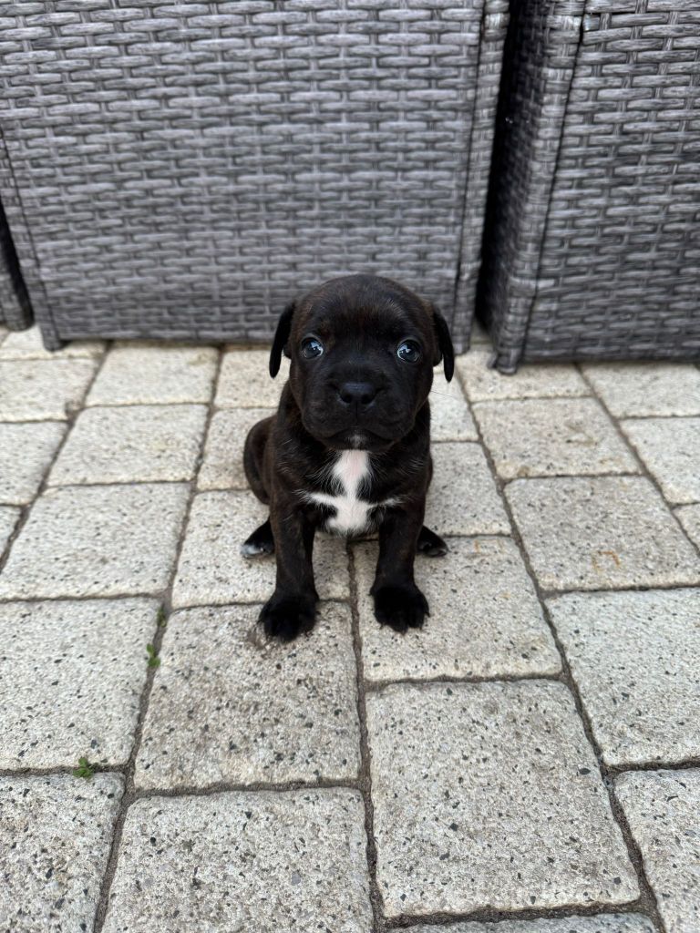 Red Dog Love - Chiots disponibles - Staffordshire Bull Terrier