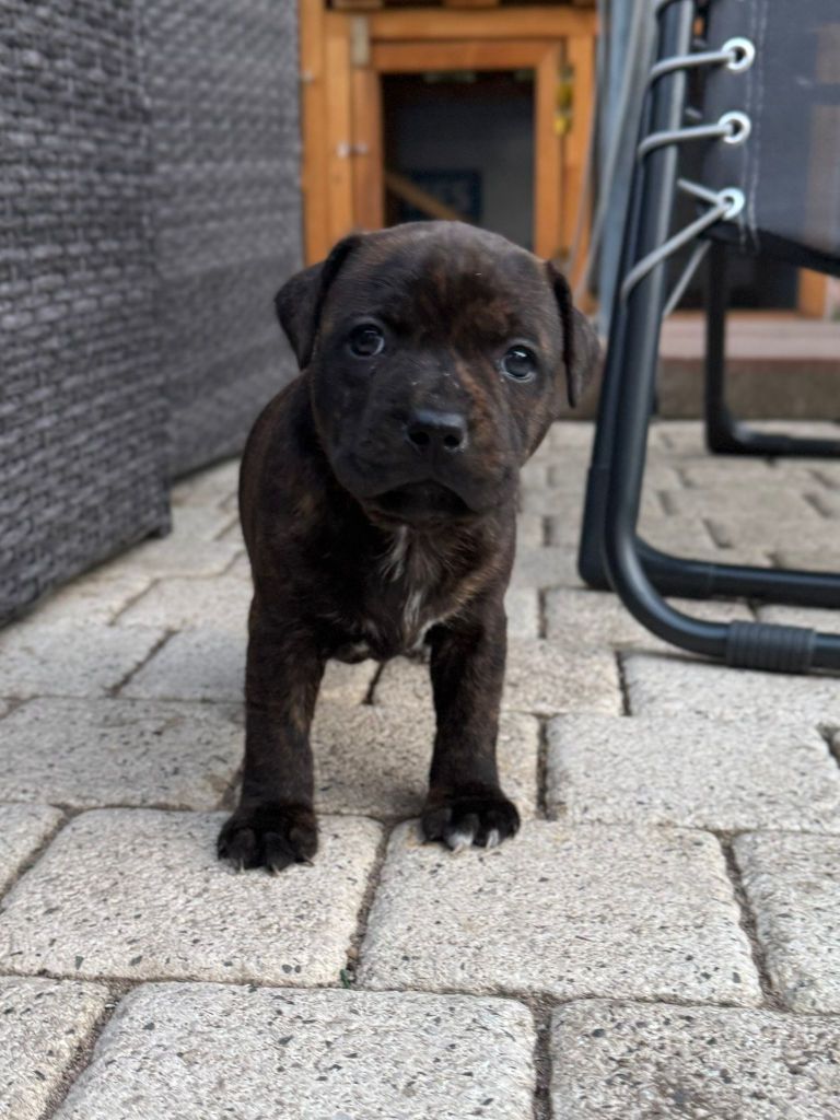 Red Dog Love - Chiots disponibles - Staffordshire Bull Terrier