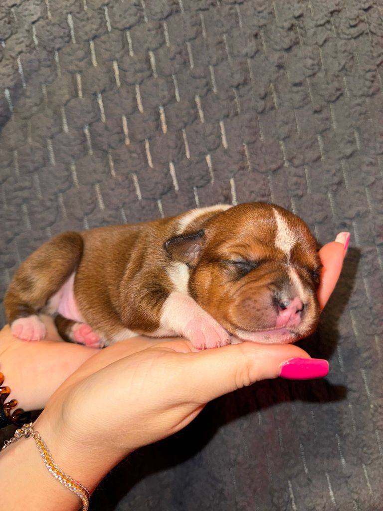 Red Dog Love - Chiots disponibles - Staffordshire Bull Terrier