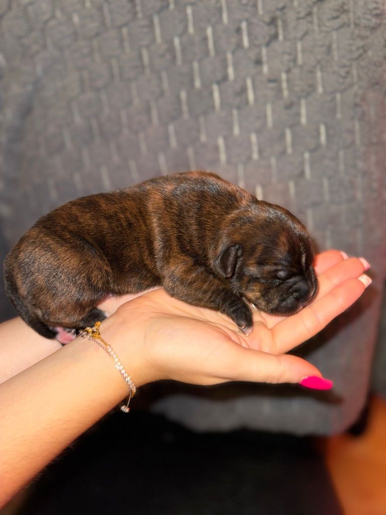 Red Dog Love - Chiots disponibles - Staffordshire Bull Terrier
