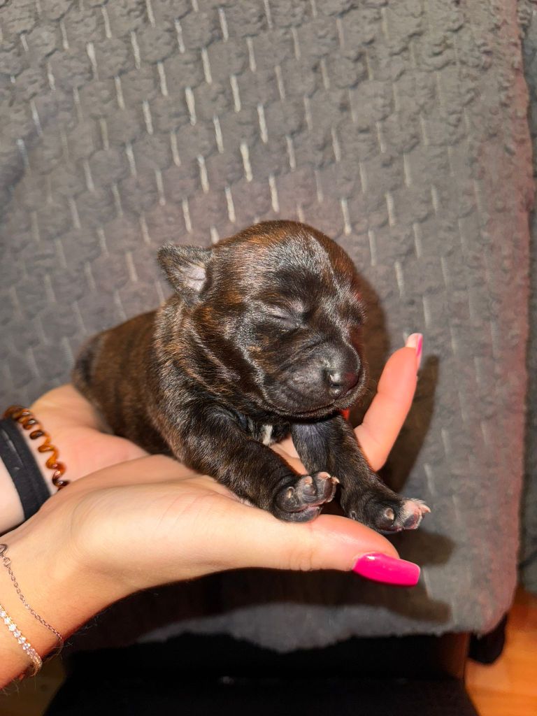 Red Dog Love - Chiots disponibles - Staffordshire Bull Terrier