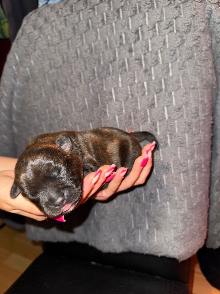 Red Dog Love - Chiots disponibles - Staffordshire Bull Terrier
